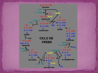 ATP.La glucolisis: Este proceso puede ocurrir en las plantas, en los seres humanos y las plantas y animales.Contiene dos grandes pasos:1. la activación de la glucosa2. y la recolección de la energía