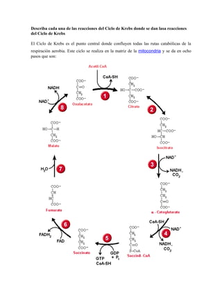 Describa cada una de las reacciones del Ciclo de Krebs donde se dan lasa reacciones
del Ciclo de Krebs

El Ciclo de Krebs es el punto central donde confluyen todas las rutas catabólicas de la
respiración aerobia. Este ciclo se realiza en la matriz de la mitocondria y se da en ocho
pasos que son:
 
