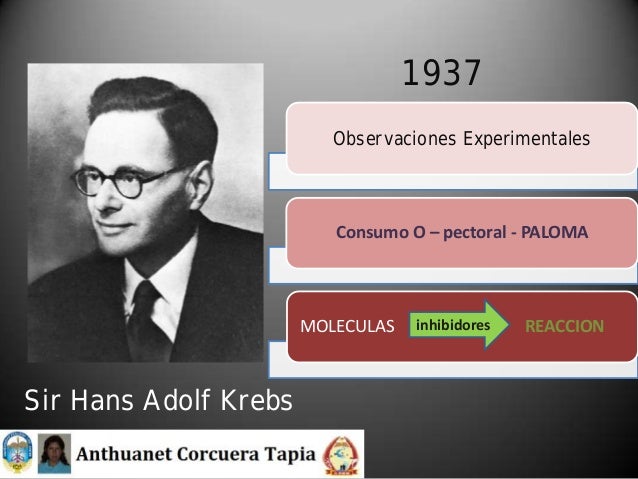 hans adolf krebs pdf ciclo de krebs hans adolf krebs pdf ciclo de krebs