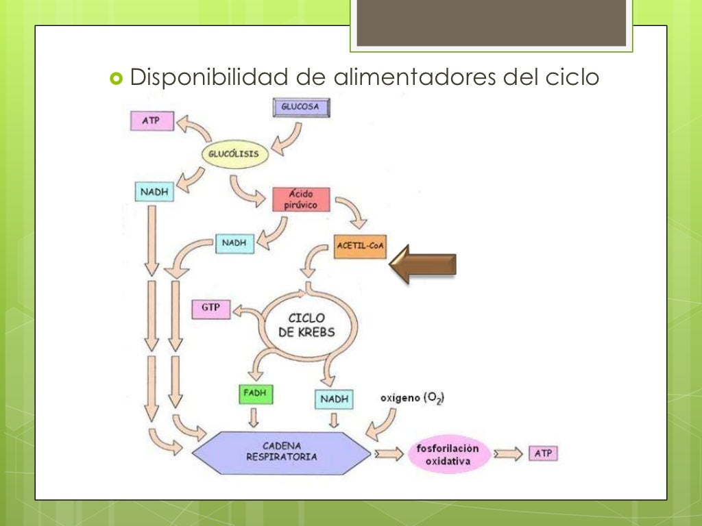 Glucolisis Ciclo De Krebs Y Fosforilacion Oxidativa