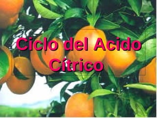 Ciclo del Acido Cítrico   
