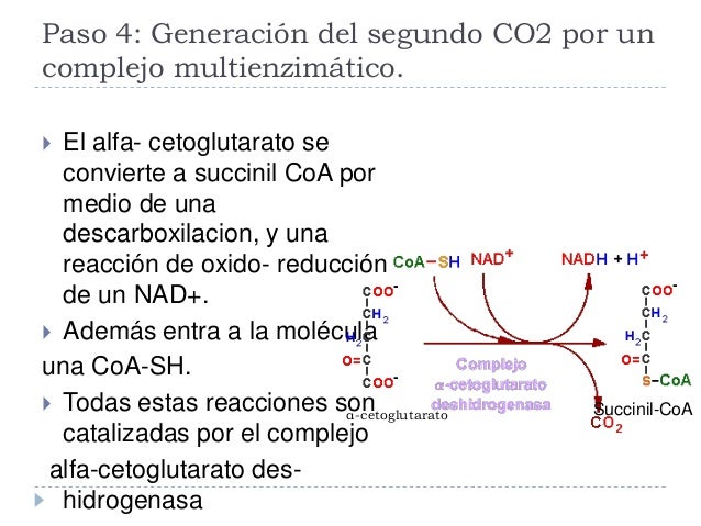 Las hojas de la frambuesa y el adelgazamiento