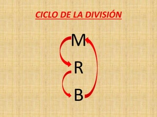 CICLO DE LA DIVISIÓN
M
R
B
 