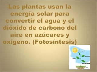 Las plantas usan la energía solar para convertir el agua y el dióxido de carbono del aire en azúcares y oxígeno. (Fotosíntesis) 