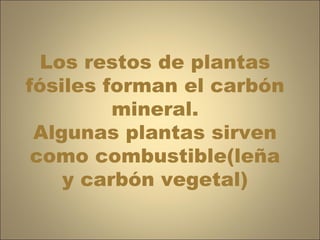Los restos de plantas fósiles forman el carbón mineral. Algunas plantas sirven como combustible(leña y carbón vegetal) 