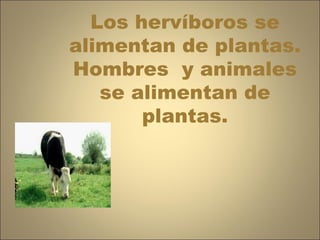 Los hervíboros se alimentan de plantas. Hombres  y animales se alimentan de plantas. 