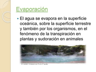 Evaporación
El agua se evapora en la superficie
oceánica, sobre la superficie terrestre
y también por los organismos, en el
fenómeno de la transpiración en
plantas y sudoración en animales