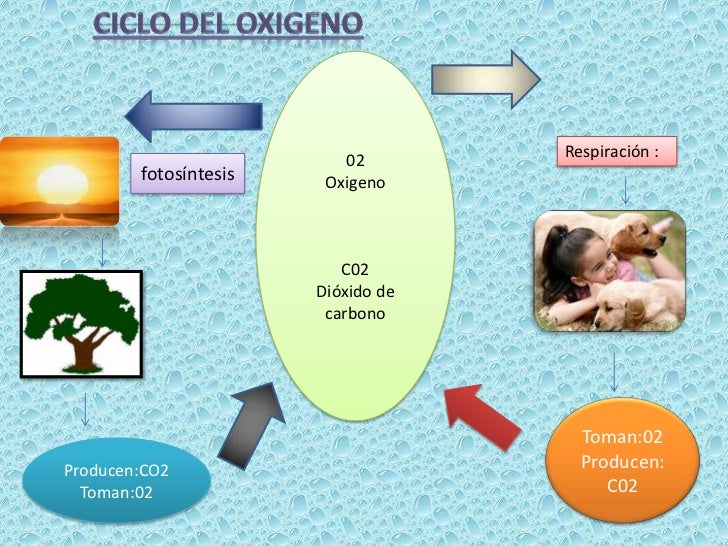Diferencia Entre Oxigeno Y Aire Medicinal Ciclo del oxigeno