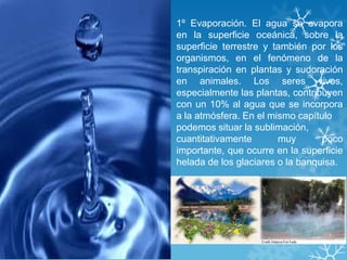 1º Evaporación. El agua se evapora
en la superficie oceánica, sobre la
superficie terrestre y también por los
organismos, en el fenómeno de la
transpiración en plantas y sudoración
en animales. Los seres vivos,
especialmente las plantas, contribuyen
con un 10% al agua que se incorpora
a la atmósfera. En el mismo capítulo
podemos situar la sublimación,
cuantitativamente       muy       poco
importante, que ocurre en la superficie
helada de los glaciares o la banquisa.
 