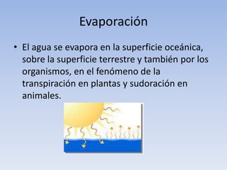 Evaporación
• El agua se evapora en la superficie oceánica,
  sobre la superficie terrestre y también por los
  organismos, en el fenómeno de la
  transpiración en plantas y sudoración en
  animales.
 