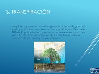 3. TRANSPIRACIÓN

  Las plantas y otras formas de vegetación toman el agua del
  suelo y la excretan otra vez como vapor de agua. Cerca del
  10% de la precipitación que cae en la tierra se vaporiza otra
  vez a través de la transpiración de las plantas, el resto se
  evapora de los mares y de los océanos.
 