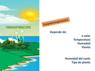 Depende de:
n solar
Temperatura
Humedad
Viento
Humedad del suelo
Tipo de planta
 