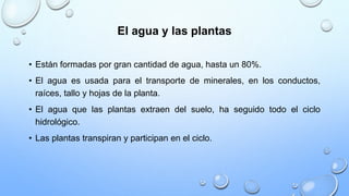 El agua y las plantas
• Están formadas por gran cantidad de agua, hasta un 80%.
• El agua es usada para el transporte de minerales, en los conductos,
raíces, tallo y hojas de la planta.
• El agua que las plantas extraen del suelo, ha seguido todo el ciclo
hidrológico.
• Las plantas transpiran y participan en el ciclo.
 