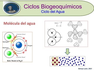 Molécula del agua
Ciclos Biogeoquímicos
Ciclo del Agua
Deinys León, 2021
 
