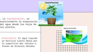 . La transpiración, es
esencialmente la evaporación
del agua desde las hojas de
las plantas.
Escorrentía. El agua líquida
se moviliza cuesta abajo por
la superficie del terreno a
través de diversos métodos
 