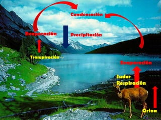 Condensación


Evaporación      Precipitación



 Transpiración
                                  Evaporación

                                 Sudor
                                 Respiración




                                          Orina
 