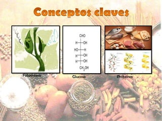 Fotosíntesis   Glucosa   Proteínas
 