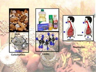 Respiración


Carbohidratos   Lípidos
 