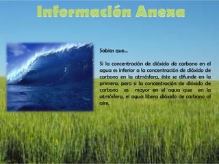 Sabias que…

Si la concentración de dióxido de carbono en el
agua es inferior a la concentración de dióxido de
carbono en la atmósfera, éste se difunde en la
primera, pero si la concentración de dióxido de
carbono es mayor en el agua que en la
atmósfera, el agua libera dióxido de carbono al
aire.
 