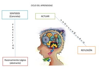 CICLO DEL APRENDIZAJE
SENTIDOS
(Concreto)
Razonamiento Lógico
(abstracto)
P
E
R
C
E
P
C
I
Ó
N
ACTUAR
REFLEXIÓN
 