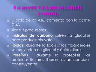  El ciclo de los ATC comienza con la acetil-
CoA
 Tiene 3 precursores
 hidratos de carbono sufren la glucolisis
para producir piruvato.
 lípidos durante la lipolisis; los triagliceroles
se convierten en glicerol y ácidos libres.
 Proteínas durante la proteólisis ;las
proteínas tisulares liberan sus aminoacidos
constituyentes.
 