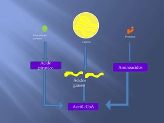 Hidratos de
carbono
Acido
piruvico
Acetil- CoA
Ácidos
grasos
Aminoacidos
Proteínas
Lípidos
 