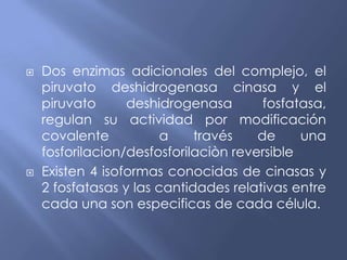  Dos enzimas adicionales del complejo, el
piruvato deshidrogenasa cinasa y el
piruvato deshidrogenasa fosfatasa,
regulan su actividad por modificación
covalente a través de una
fosforilacion/desfosforilaciòn reversible
 Existen 4 isoformas conocidas de cinasas y
2 fosfatasas y las cantidades relativas entre
cada una son especificas de cada célula.
 