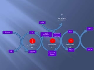 co2
Piruvato
HETPP
TPP
E
1
Piruvato
Deshidrogenasa
(E1)
E 2
Dihidrolipoil
transacetilasa
(E2)
E 3
Lipoamida
oxidasa
Acetil
lipoamida
(reducida)
lipoamid
a
reducida
CoASH
O
CH3-C-SCoA
ACETIL CoA
FAD
FADH
2
NADH
NAD+
Dihidrolipoil
deshidrogenasa
(E3)
 
