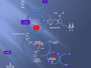 Tiamina
Pirofosfato
E 1
Subunidad
Piruvato
Deshidrogenasa
(E1)
co2
0-P-0-P-0-
-0 -0
N
N N
0 0
CH
0HH3C
Hidroxietil-TTP
C00-
C=0
CH3
CH3-C-SCoA
0
E
2
Lisina
Subunidad
Dihidrolipoil
transacetilasa
N
H
0
H
S
H
S
CH3
C=0
S
lipoamina
reducida
(dihidrolipoami
da)
Lipoamida
oxidasa
Acetildihidrolipoamida
CoASH
FAD
FADH2 NAD+
NADH
Dihidrolipoil
deshidrogenas
a
(E3)
E
3
 
