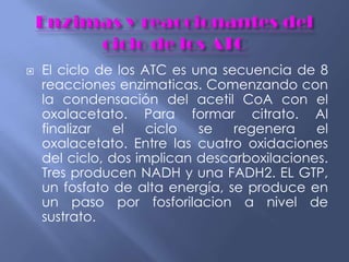  El ciclo de los ATC es una secuencia de 8
reacciones enzimaticas. Comenzando con
la condensación del acetil CoA con el
oxalacetato. Para formar citrato. Al
finalizar el ciclo se regenera el
oxalacetato. Entre las cuatro oxidaciones
del ciclo, dos implican descarboxilaciones.
Tres producen NADH y una FADH2. EL GTP,
un fosfato de alta energía, se produce en
un paso por fosforilacion a nivel de
sustrato.
 