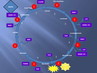 1 2
3
4
56
7
8
E
E
E E
E E
EE
INICIO
CoASH
Citrato
Cis- aconitato
isocitrato co2
NADH +H+
NAD+
a-cetoglutarato
NAD+
co2
NADH +H+
CoA
Acetil CoA
Succinil CoA
GT
P
GD
P
CoA
Succinato
FAD
FADH2
fumarato
H2O
malato
oxalacetatoNADH +H+
NAD+
 