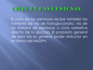 El ciclo de las pentosas recibe también los
nombres de vía de fosfogluconato, vía de
los fosfatos de pentosas o ciclo oxidativa
directo de la glucosa. El propósito general
de esta vía es generar poder reductor en
la forma del NADPH.
 