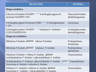 REACCION ENZIMA
Etapa oxidativa
Glucosa 6-fosfato+NADP+ 6-fosfoglucogeno-δ-
lactona+NADPH +H+
Glucosa6-fosfato
deshidrogenasa
6-fosfoglucogeno-δ-lactona+H2O 6-fosfoglutanato
+ H+
Lactonasa
6-fosfogluconato+ NADP+ ribulosa 5 –fosfato+
CO2+NADPH+H+
6-fosfogluconato
deshidrogenasa
Etapa no oxidativa
Ribulosa 5 fosfato ribosa 5-fosfato Fosfopentosa
isomerasa
Ribulosa 5 fosfato xilulosa 5- fosfato Fosfopentosa
epimerasa
Xilulosa 5 fosfato + ribosa 5- fosfato
sedoheptulosa 7- fosfato + gliceraldehido 3- fosfato
Transcetolasa
Sedoheptulosa 7- fosfato+ gliceraldehido 3- fosfato
fructuosa 6- fosfato+ eritrosa 4- fosfato
Transaldolasa
Xilulosa 5 – fosfato+ eritrosa 4- fosfato
fructuosa 6 – fosfato + gliceraldehido 3- fosfato
Trancetolasa
 