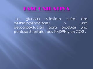 La glucosa 6-fosfato sufre dos
deshidrogenaciones y una
descarboxilación para producir una
pentosa 5-fosfato, dos NADPH y un CO2 .
 