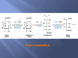 Fase oxidativa
 