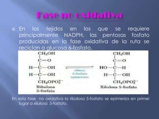  En los tejidos en los que se requiere
principalmente NADPH, las pentosas fosfato
producidas en la fase oxidativa de la ruta se
reciclan a glucosa 6-fosfato.
En esta fase no oxidativa la ribolosa 5-fosfato se epimeriza en primer
lugar a xilulosa 5-fosfato.
 