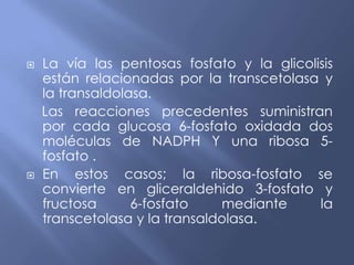  La vía las pentosas fosfato y la glicolisis
están relacionadas por la transcetolasa y
la transaldolasa.
Las reacciones precedentes suministran
por cada glucosa 6-fosfato oxidada dos
moléculas de NADPH Y una ribosa 5-
fosfato .
 En estos casos; la ribosa-fosfato se
convierte en gliceraldehido 3-fosfato y
fructosa 6-fosfato mediante la
transcetolasa y la transaldolasa.
 