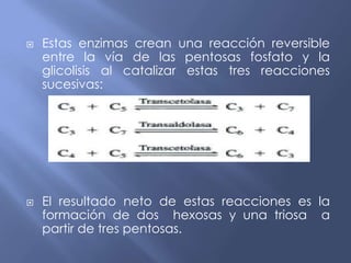  Estas enzimas crean una reacción reversible
entre la vía de las pentosas fosfato y la
glicolisis al catalizar estas tres reacciones
sucesivas:
 El resultado neto de estas reacciones es la
formación de dos hexosas y una triosa a
partir de tres pentosas.
 