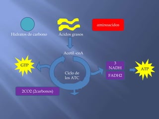 Hidratos de carbono Ácidos grasos
aminoacidos
Acetil -coA
Ciclo de
los ATC
2CO2 (2carbonos)
3
NADH
FADH2
ATP
GTP
 