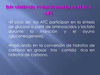 •El ciclo de los ATC participan en la síntesis
de glucosa a partir de aminoacidos y lactato
durante la inanición y el ayuno
(gluconeogenesis).
•Implicando en la conversión de hidratos de
carbono en grasas tras comida rica en
hidratos de carbono.
 