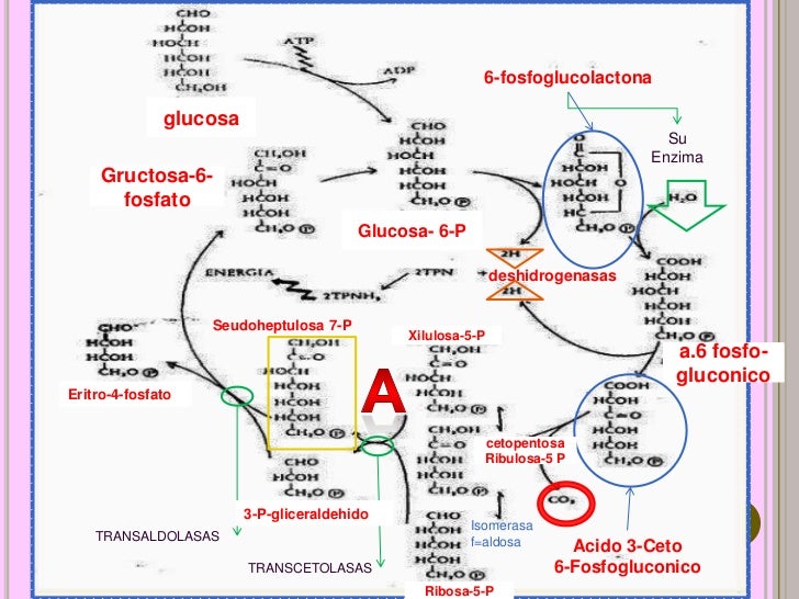 Ciclo de las pentosas lobo gris 2