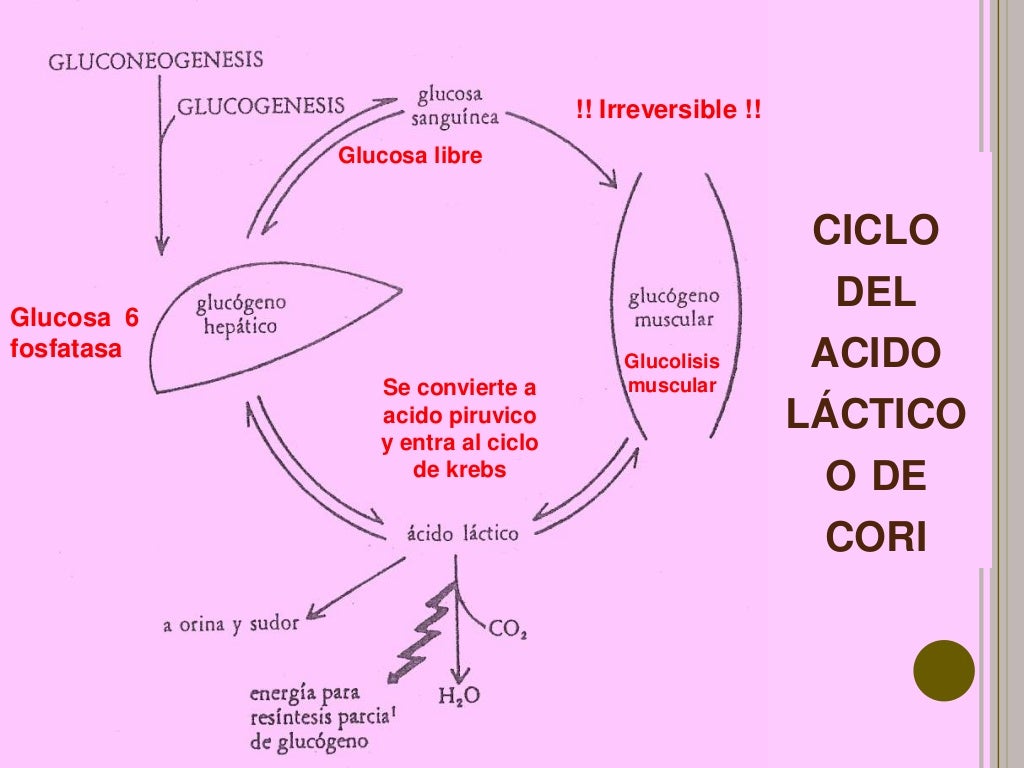 Ciclo de las pentosas lobo gris 2