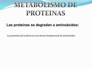 METABOLISMO DE PROTEINAS Las proteínas se degradan a aminoácidos: Las proteínas de la dieta son una fuente fundamental de aminoácidos 