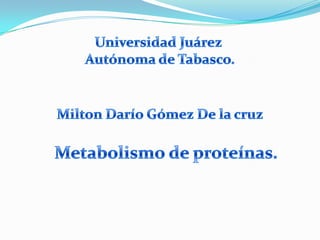 Universidad Juárez  Autónoma de Tabasco. Milton Darío Gómez De la cruz Metabolismo de proteínas. 