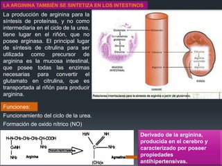 LA ARGININA TAMBIÉN SE SINTETIZA EN LOS INTESTINOS

La producción de arginina para la
síntesis de proteínas, y no como
intermediaria en el ciclo de la urea,
tiene lugar en el riñón, que no
posee arginasa. El principal lugar
de síntesis de citrulina para ser
utilizada como precursor de
arginina es la mucosa intestinal,
que posee todas las enzimas
necesarias para convertir el
glutamato en citrulina, que es
transportada al riñón para producir
arginina.

Funciones:
Funcionamiento del ciclo de la urea.
Formación de oxido nítrico (NO)
Derivado de la arginina,
producida en el cerebro y
caracterizado por poseer
propiedades
antihipertensivas.

 