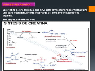 SINTESIS DE CREATINA

La creatina es una molécula que sirve para almacenar energía y constituye
una parte cuantitativamente importante del consumo metabólico de
arginina.
Sus etapas enzimáticas son:

 