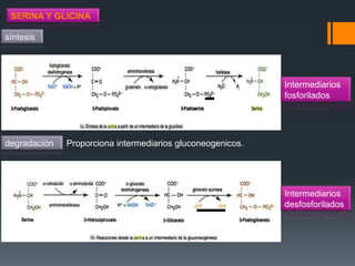 SERINA Y GLICINA

síntesis

Intermediarios
fosforilados

degradación

Proporciona intermediarios gluconeogenicos.

Intermediarios
desfosforilados

 
