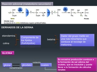 Reacción adicional (metabolismo secundario)

DERIVADOS DE LA SERINA

etanolamina
colina

Componente de
los lípidos
(fosfolípidos)

betaína

Dador del grupo metilo en
una ruta minoritaria que
conduce al reciclaje de
metionina.

GLICINA

oxidación

glicina

glioxilato

transaminacion

oxalato

Su excesiva producción conduce a
la formación de sal cálcica del
oxalato, que es insoluble y puede
llevar a la formación de cálculos
renales

 