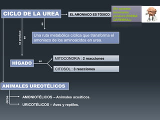 EL AMONIACO ES TÓXICO

en

se produce

es

CICLO DE LA UREA

(En estados
terminales
produce EDEMA
CEREBRAL)

HÍGADO

Una ruta metabólica cíclica que transforma el
amoniaco de los aminoácidos en urea.

en

MITOCONDRIA : 2 reacciones
CITOSOL : 3 reacciones

otros

ANIMALES UREOTÉLICOS
AMONIOTÉLICOS – Animales acuáticos.
URICOTÉLICOS – Aves y reptiles.

 