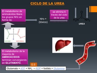 CICLO DE LA UREA
El metabolismo de
aminoácidos libera
los grupos NH2 en
forma de:

El metabolismo de la
mayoría de
AMINOÁCIDOS
terminan convergiendo
en GLUTAMATO.

NH4 +

se elimina A
través del ciclo
de la urea

(tóxico)

G.S

Glutamato + ATP + NH3 → ADP + fosfato + Glutamina

UREA

 